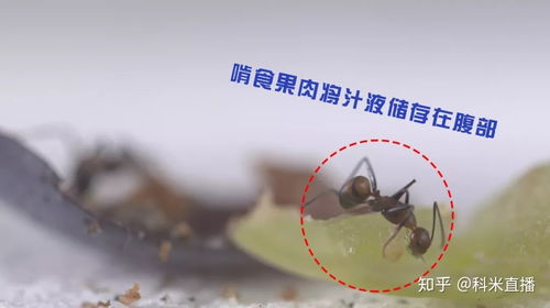如何判断蚂蚁吃过食物 