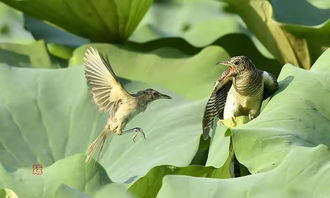 杜鹃与芦苇莺