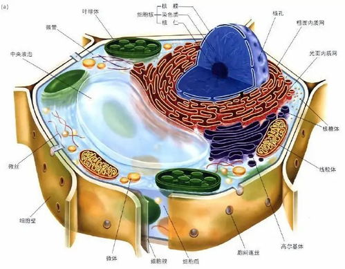 十九世纪自然科学三大发现 细胞学说 能量守恒定律和生物进化论