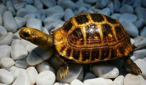 传说中的九千岁,乌龟真的能活那么长的时间吗