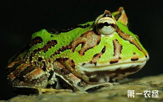 霸王角蛙寿命是多长