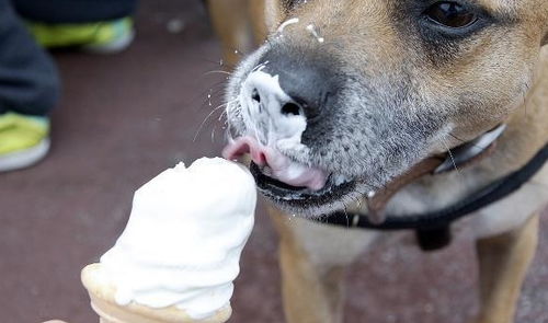 夏天到了,要吃冰淇淋了,那么狗狗可以吃冰淇淋吗