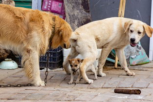三只被村民收养的狗全为雄性,两只成年狗为保护小狗不让外人接近