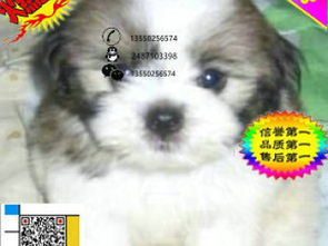 图 上海哪里有卖西施犬的 西施多少钱一只 西施好养吗 沈阳宠物狗 