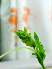 屋前屋后的花花草草 重发