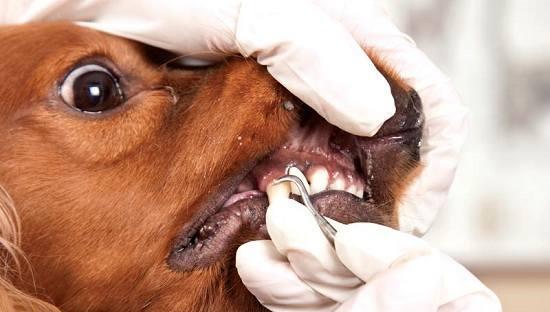 狗狗牙齿保健是日常任务 