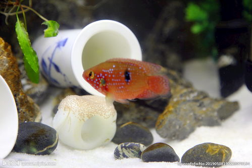 红宝石鱼卵发白怎么回事？