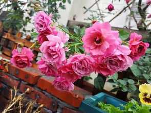 4问 月季葵,它是阳台 最佳拍档 ,复古花色,勤花 