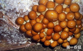 滑子菇栽培，滑子菇怎么种植