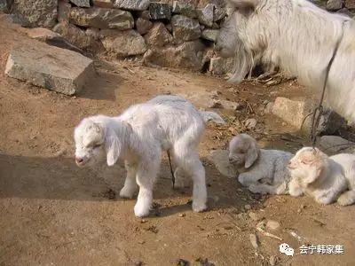 母亲与三只小羊羔