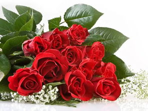 最漂亮的红玫瑰花,玫瑰花到底有多少种颜色?求好看的玫瑰图片!