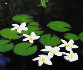 常见的水生植物有哪些 水生植物生存特点