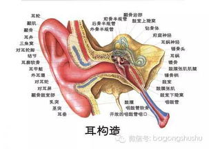 知识 耳螨与外耳炎到底该怎么区分 