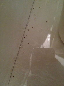 家里墙角地上很多很小很小的黑色虫子是怎么回事 