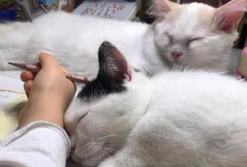 两只小奶猫陪主人写作业,没忍住睡着了,小表情太萌,网友 羡慕