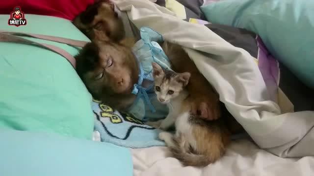 猴子和小猫一起睡,这画面未免也太温馨吧,就像是一家三口 