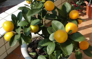 盆栽橘子树怎么养 