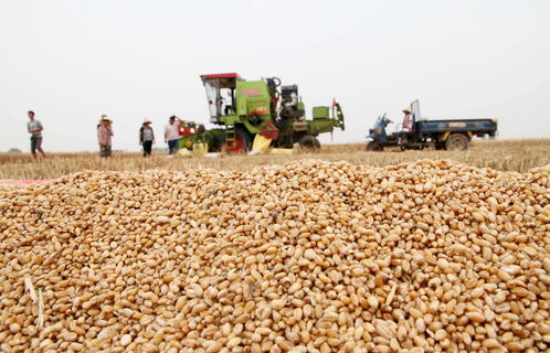 阿根廷计划提高小麦等粮食出口税