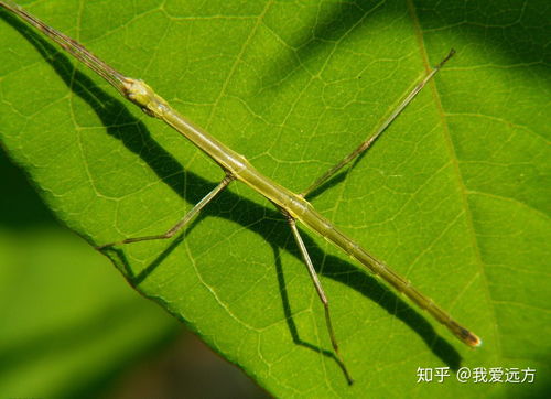 竹节虫真的像竹子吗 