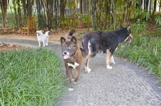 常德市城区物业小区开展养犬集中整治工作