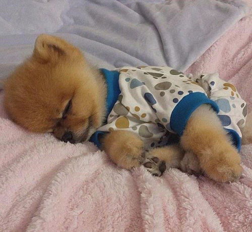 穿睡衣的汪星人,绝对人模狗样,只是不一定都想睡觉 