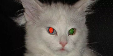 你敢在夜间直视猫的眼睛吗 为啥夜间它的眼睛那么邪恶 