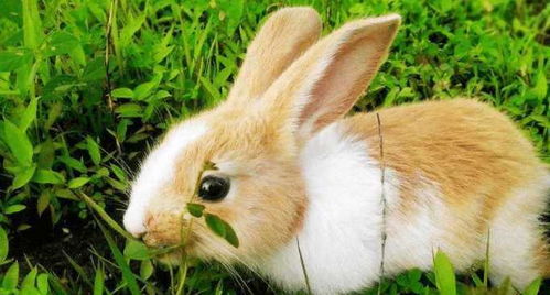 如何能够养好一只毛茸茸可爱的小兔子