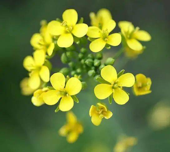 罗平赏花攻略,万亩油菜花开成海