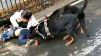 被 爱狗人士 带偏的 中国式养狗