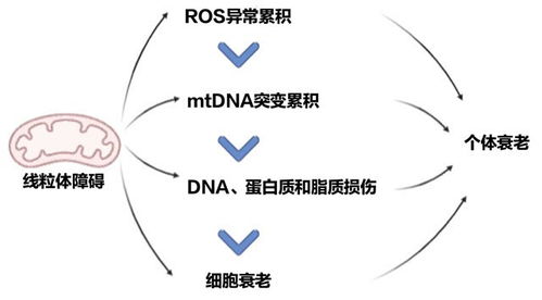 多吃蛋白质做错了吗 哈佛科学家 钦点 的这类氨基酸,别多吃