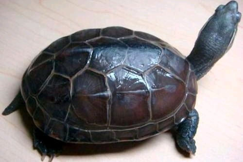 草龟 墨龟 