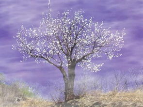 心灵是一棵会开花的树的介绍 