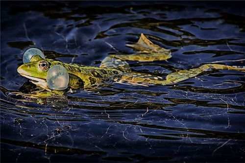梦见青蛙在水里游