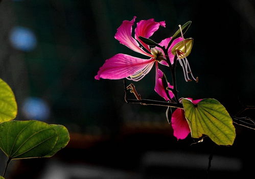 进入9月,桃花运最旺的4大星座,爱情苏醒,幸福美满,和真爱牵手