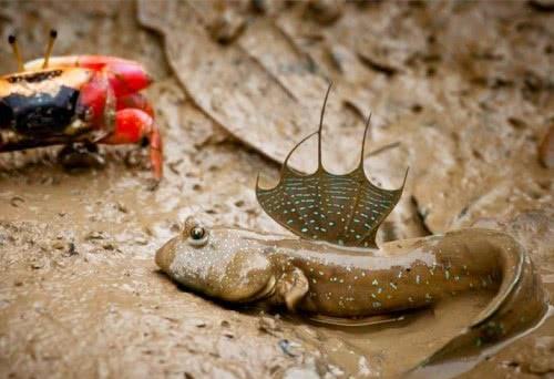 世界上最倒霉的鱼,进化3亿年成功上岸,却不料馋哭中国吃货