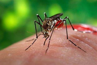 艾滋病会通过蚊虫叮咬传播吗 