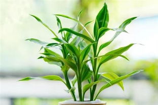 土培富贵竹怎么养才能更旺盛 土培富贵竹最简单的养法