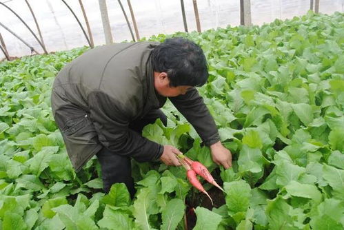 行情难测,蔬菜生意越来越难做,到底为什么啊