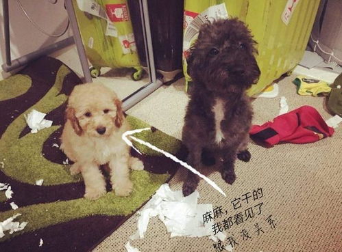 泰迪犬犯错后的5大常见反应,你家狗狗是哪一种