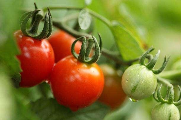 盆栽小番茄的养护方法在这里,避免只长个子不结果,果实压弯枝头