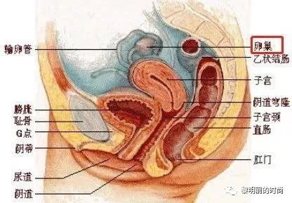 被子宫保养毁掉的中国女人们