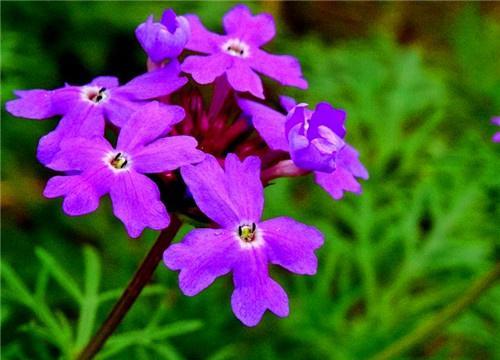 盆栽紫罗兰如何养 教你3个养护紫罗兰的小妙招,花开旺盛惹人爱