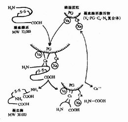 当inr为2-3时凝血酶原时间应为多少