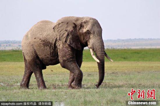 肯尼亚发起大象命名活动 捐款可有机会认养大象
