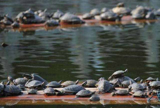 村民放生上万只乌龟,几天后到放生池查看,眼前的画面难以相信