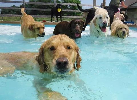 狗狗天生会游泳 ,别让这句话害死你的狗 