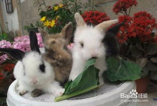 兔子的养殖技术要点及注意事项,养宠物兔子注意事项和禁忌