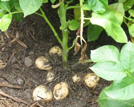 土豆的播种深度直接影响产量