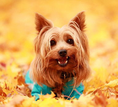 怎么养好可爱的丝毛犬 你不可错过的丝毛犬小攻略 