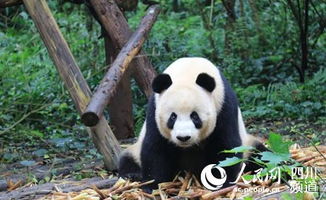 关于青城山大熊猫的诗句